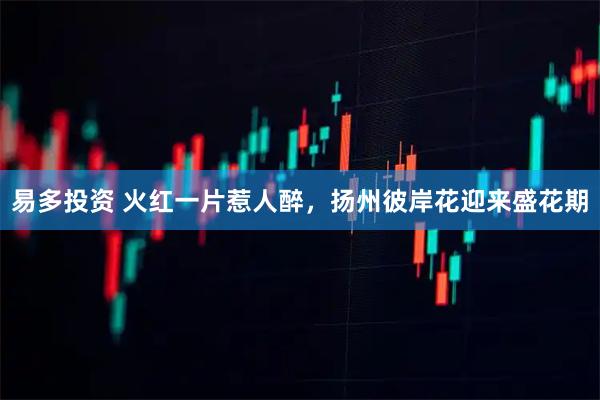 易多投资 火红一片惹人醉,扬州彼岸花迎来盛花期